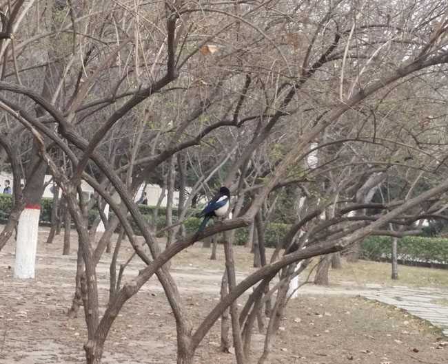鳥